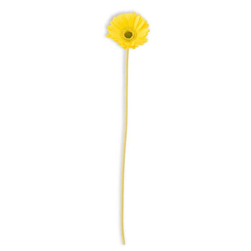 Yellow Real Touch Gerbera Daisy Stem 18"