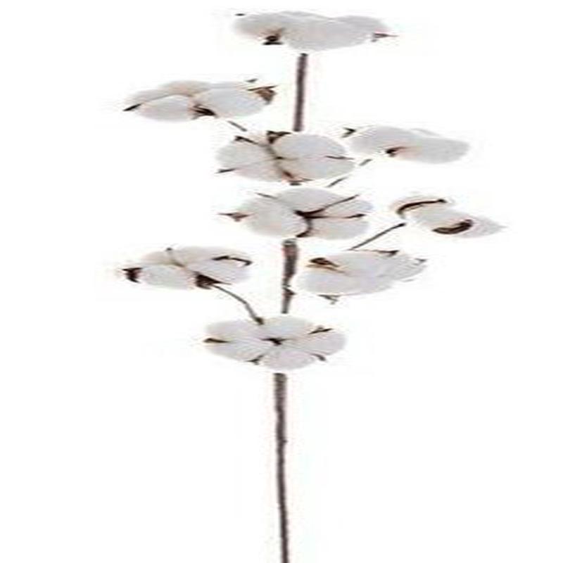 29.5" Cotton Pod Spray White Natural