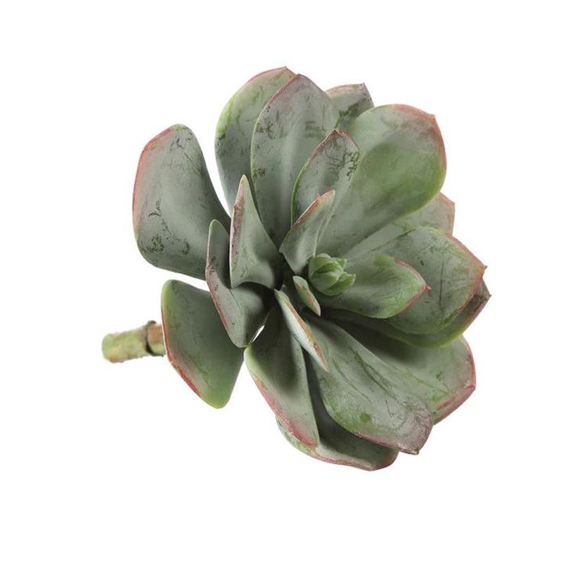 Floral Echeveria Pick GR/MV 8"
