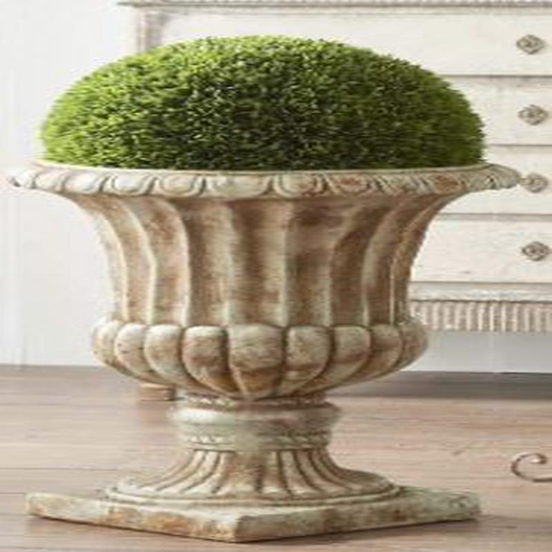 8 Inch Podocarpus Ball